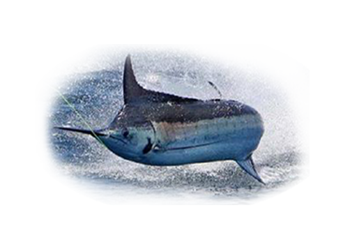 Blue marlin