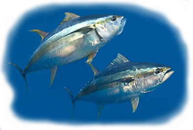 tuna
